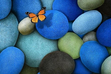 Lonely Butterfly Mac Wallpapers Download