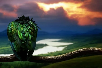 Download Animal Wallpapers Free HD 1366×768 Size