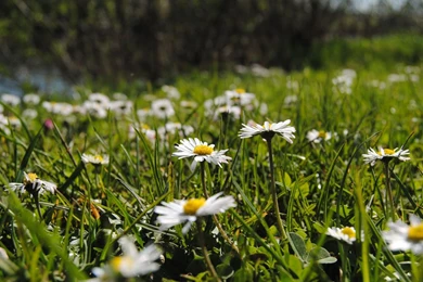 Chrysanthemum Backgrounds Desktop,Chrysanthemum Hd Wallpapers ...