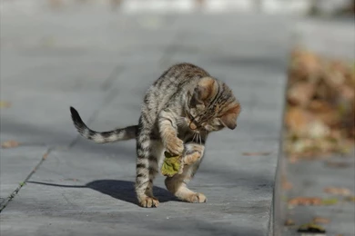 Funny Cat Pictures With Captions   HD Wallpapers Lovely