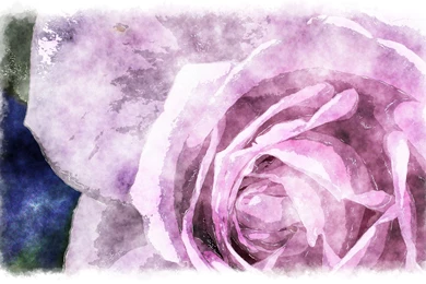 Watercolor Roses, Watercolor Painting Of Beautiful Rose   A ...