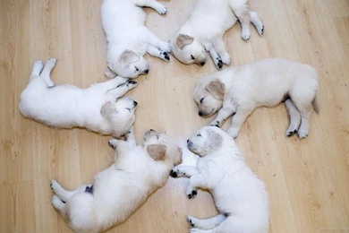 Download 1366x768 Cutest Circle Ever Wallpapers