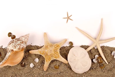 Sea Shell Wallpapers   Wallpapers Cave