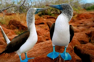 Top 20 Cute Birds HD Wallpapers For PC & Laptop