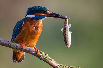 BIRD WALLPAPER DESKTOP WIN004   Wallpaperinside