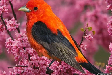 YouWall   Beautiful Orange Bird Wallpapers   Wallpaper,wallpapers ...