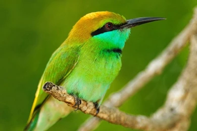 Best top desktop green hd bird wallpaper 1024x576.jpg