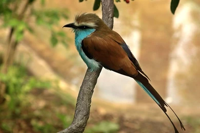 BIRD WALLPAPER DESKTOP WIN015   Wallpaperinside