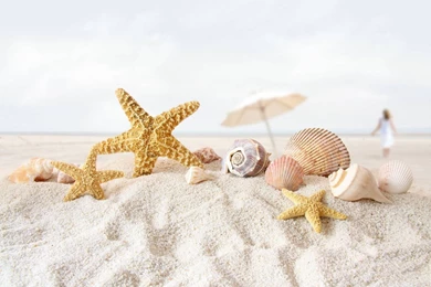 8 star fish sea shell beach wallpaper.jpg