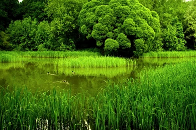 Computer Wallpapers: Wallpapers For Phones That Move