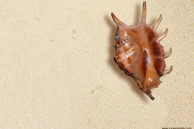 Sea Shell Of Topseashells : Specimen Seashells For Sale For Your ...