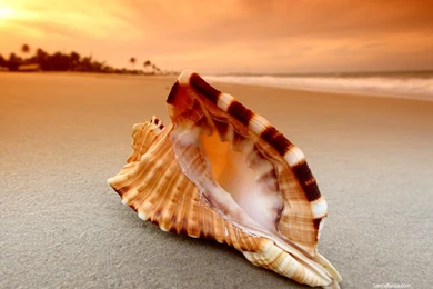 Seashells Wallpapers