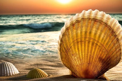 Shells In The Sunset Wallpapers