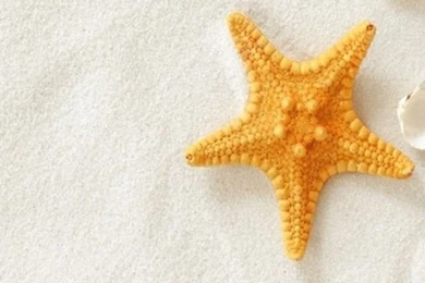 Pure Seaside Beach Starfish Seashell