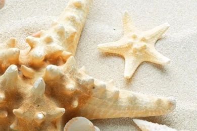 Seashell iPhone 6 Plus Wallpapers