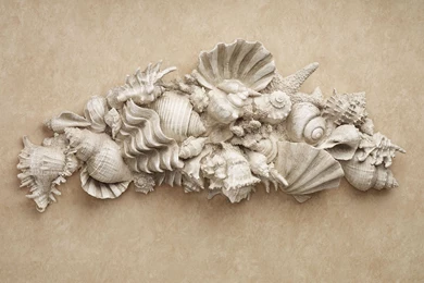 Seashell Melange Coastal Wall Topper