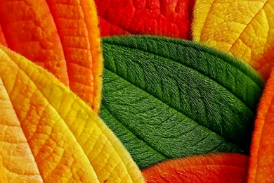 WOW: HD Wallpapers For Motorola