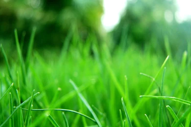 Motorola Xoom Nature Wallpaper 03 Download.jpg