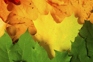 Download Droid Razr M Stock Wallpapers   Stock Wallpapers