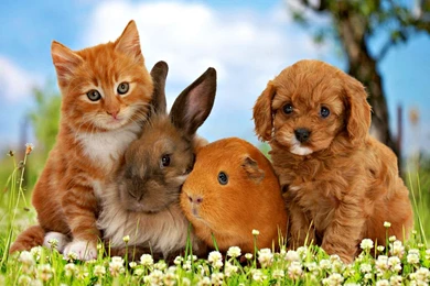 Pets   Animals Wallpapers (38745689)   Fanpop