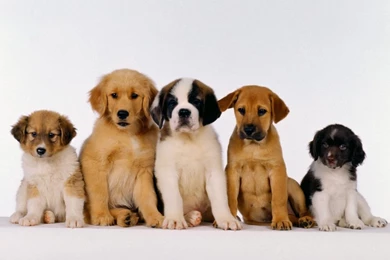 Puppies   Babies Pets And Animals Wallpapers (16771677)   Fanpop