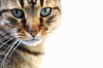 Angry pets wallpapers   YoYoWallpapers: Download Today's Best HD ...