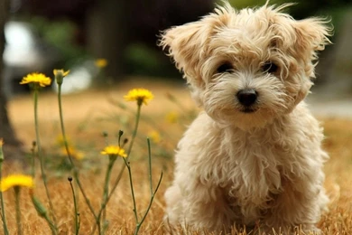 Pets   Animals And Pets Wallpapers (22054588)   Fanpop