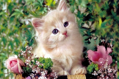 Animals   Pets 1024x768 High Resolution Wallpapers