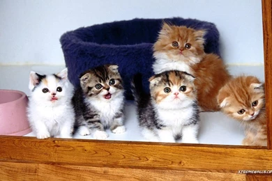 Animals   Pets 1280x800 High Resolution Wallpapers