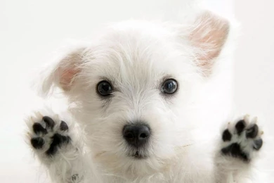 Dogs Pets Mirror Wallpapers Desktop 38