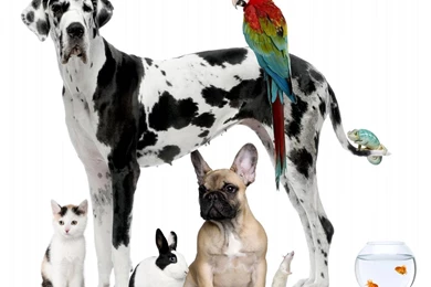 Backgrounds Pic   Home Pets Wallpapers