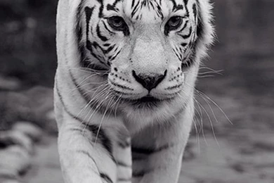 Be The King . Tiger Wallpapers . iPhone Lock Screen