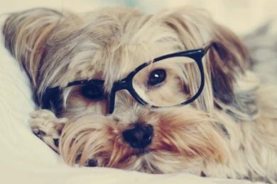 Z Wallpapers Animal Pet Puppy Awesome 393   1280 X 1024   Animals ...