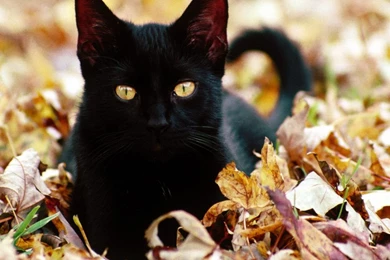 Playful Pets   Halloween Wallpapers (25517123)   Fanpop