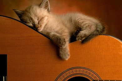 Mountain Lion wallpapers