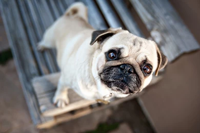 Animals Dogs Pugs Pets Wallpapers