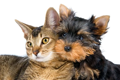 Cat Friends Dog Animals Puppy Forever Pets Love Dogs Wallpapers ...