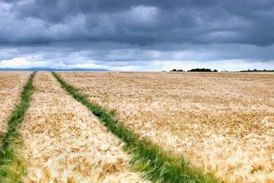 Path Through The Wheat Field Mobile Wallpapers 4656