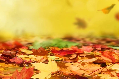 Download Autumn Leafs Live Wallpapers For Android, Autumn Leafs ...