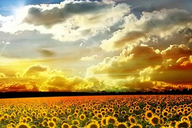 Seasonal Android App: Autumn Live Wallpapers