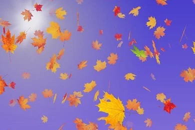 Autumn Leaves Live Wallpapers   Android Apps And Tests   AndroidPIT