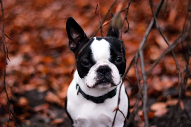 French Bulldog Computer Wallpapers, Desktop Backgrounds ...