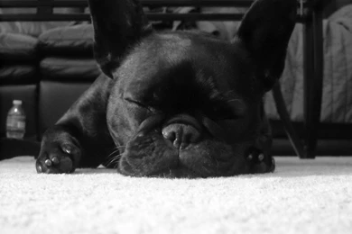 Black french bulldog wallpapers.jpg