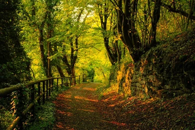 Forest Trail Wallpapers 23410 Wallpapers Landscape Scenery ...