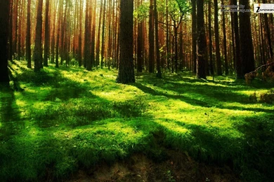 Beautiful Nature Scenery Photo 230 Of 342