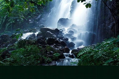 Scenic Forest Images 4.jpg