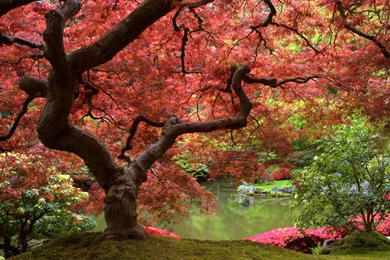 Beautiful Scenery Wallpapers HD Download Best Collection