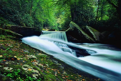 Wallpapers Of Forest Streams 19999   Landscapes   Landscape Scenery