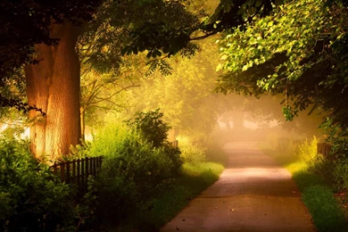 Nature, Forest, Trees, Roads, Scenery >> HD Wallpaper, Get It Now!