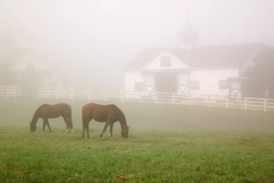 Manchester Horse Farm Lexington Kentucky Grass Fog Field House ...